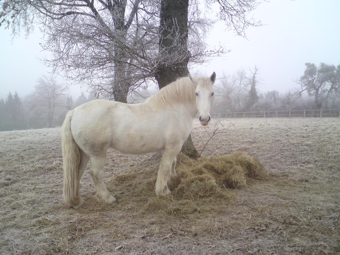 chevauxdeloisirs